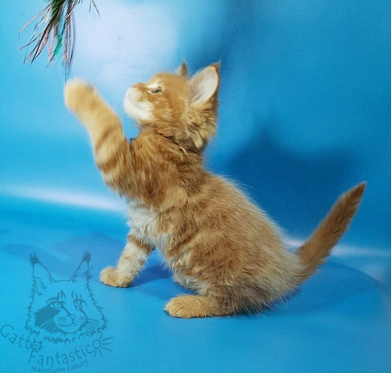 Gatto Fantastico Eros - Кошеня мейн-кун 1 місяць 3,5 тижні