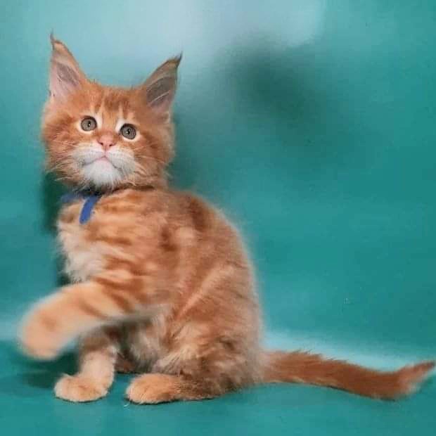 Gatto Fantastico Eros - Кошеня мейн-кун 2 місяця 0,5 тижнів