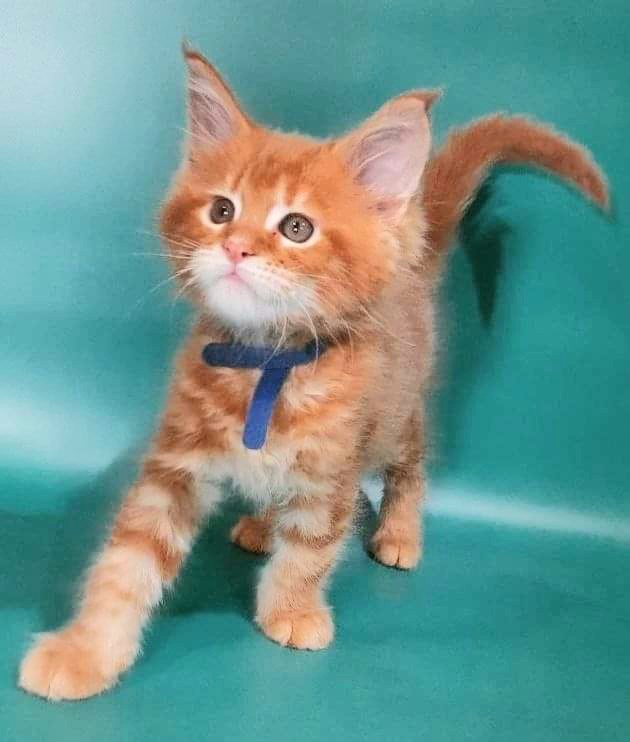 Gatto Fantastico Eros - Кошеня мейн-кун 2 місяця 0,5 тижнів