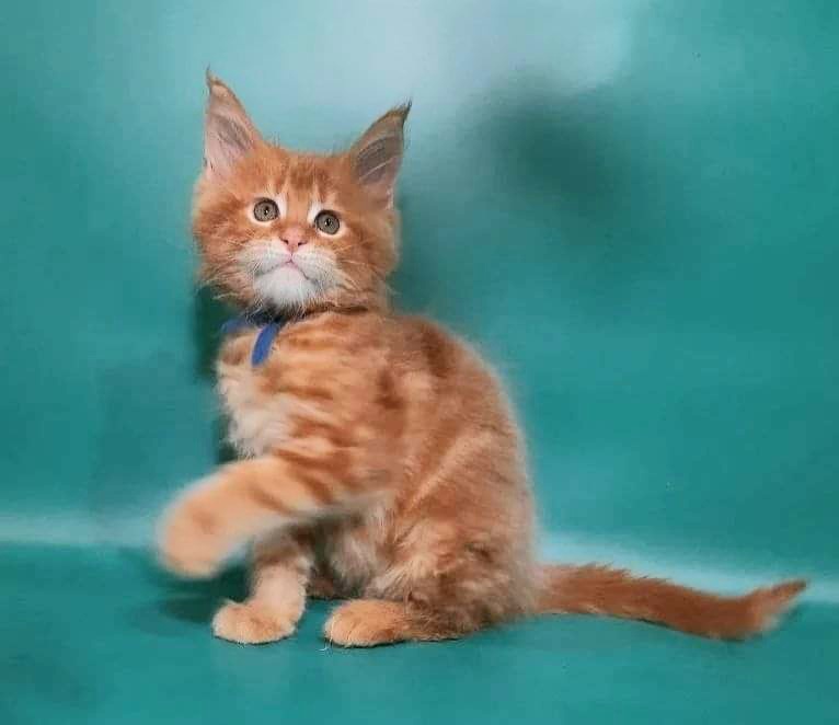 Gatto Fantastico Eros - Кошеня мейн-кун 2 місяця 0,5 тижнів