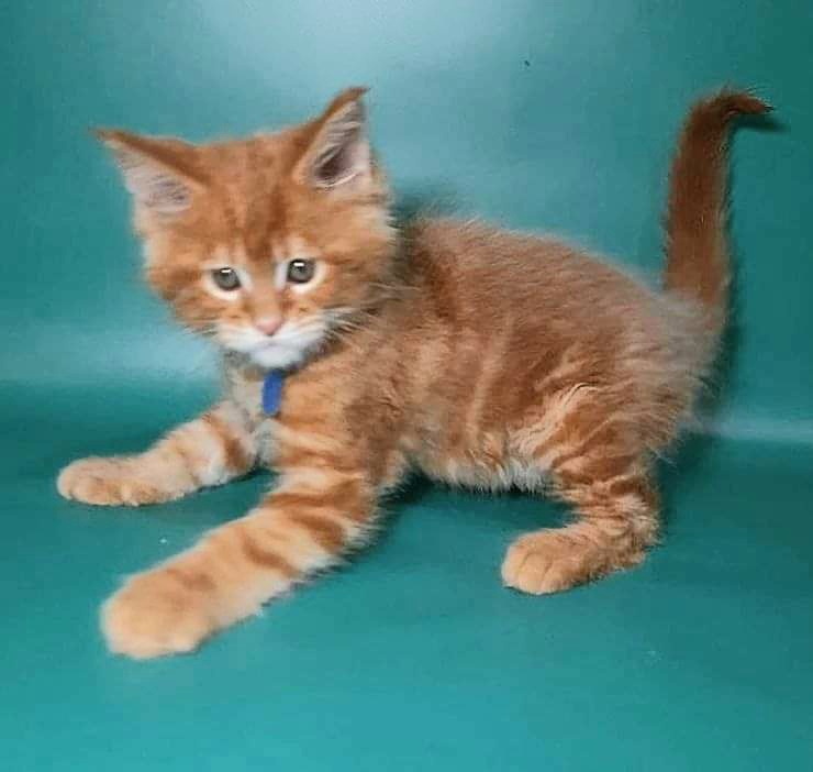 Gatto Fantastico Eros - Кошеня мейн-кун 2 місяця 0,5 тижнів