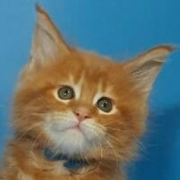 Gatto Fantastico Eros