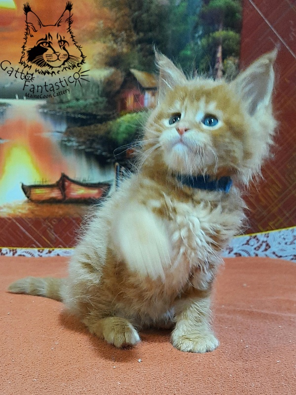 Gatto Fantastico Eros - Кошеня мейн-кун 1 місяць 2 тижні