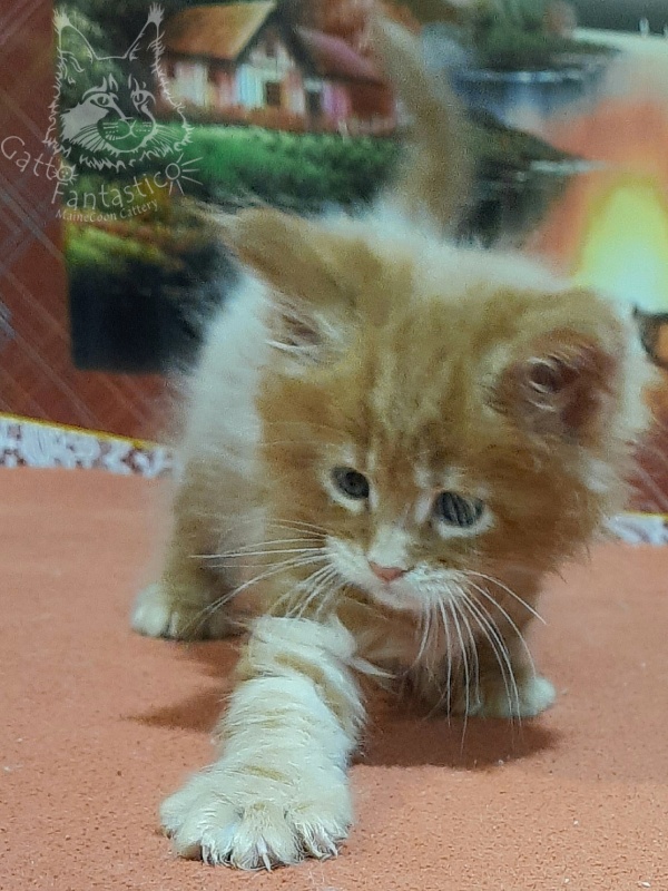 Gatto Fantastico Eros - Кошеня мейн-кун 1 місяць 2 тижні