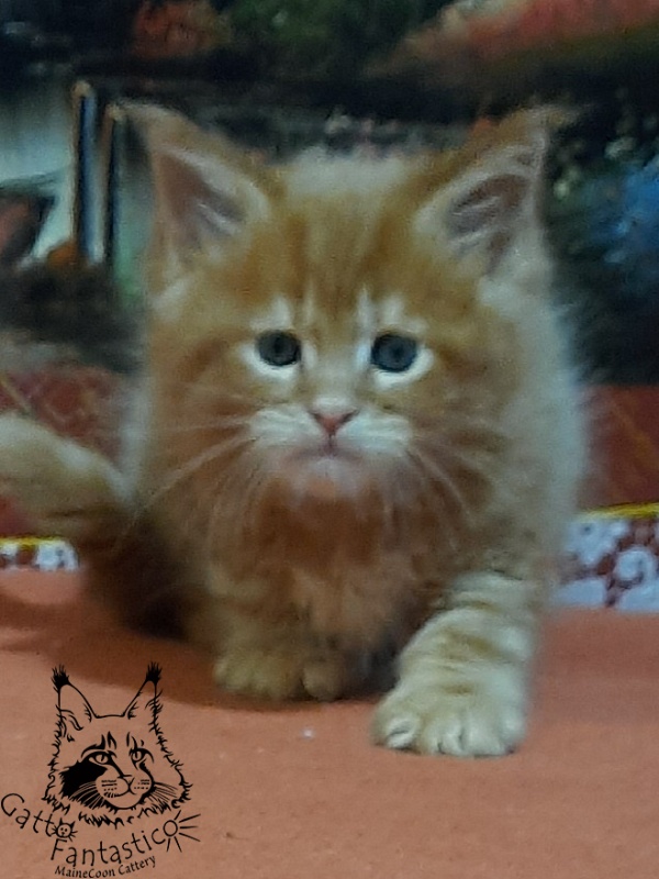 Gatto Fantastico Eros - Кошеня мейн-кун 1 місяць 2 тижні