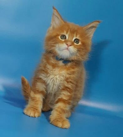 Gatto Fantastico Eros - Кошеня мейн-кун 1 місяць 3,5 тижні