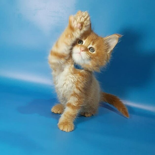 Gatto Fantastico Eros - Кошеня мейн-кун 1 місяць 3,5 тижні