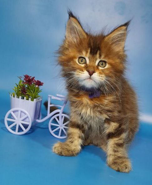 Gatto Fantastico Esta Reina - Кошеня мейн-кун 2 місяця