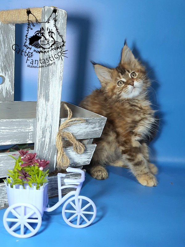 Gatto Fantastico Esta Reina - Кошеня мейн-кун 2,5 місяця