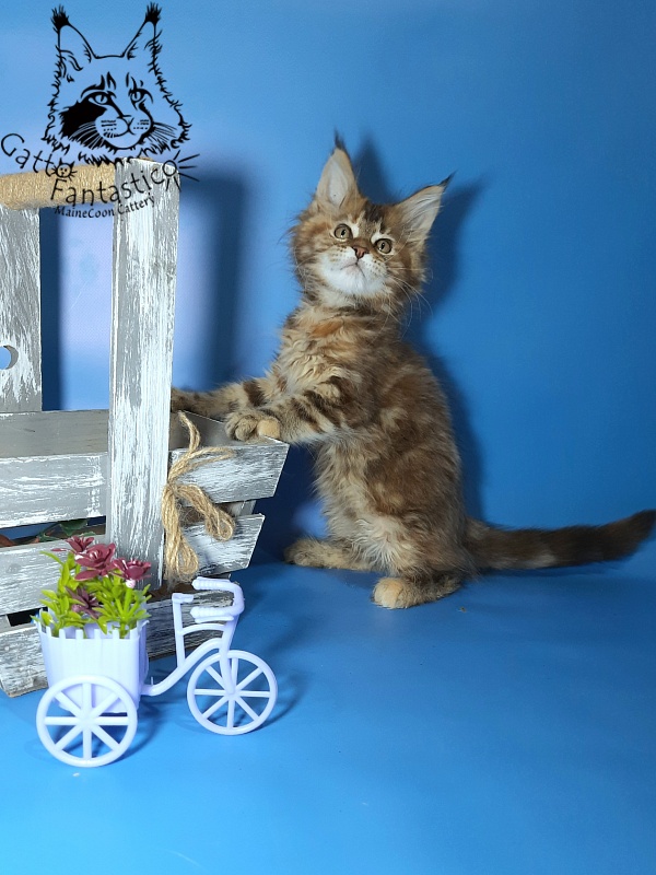 Gatto Fantastico Esta Reina - Кошеня мейн-кун 2,5 місяця