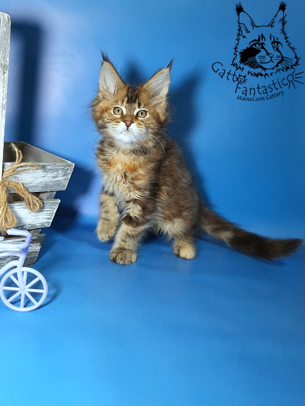 Gatto Fantastico Esta Reina - Кошеня мейн-кун 2,5 місяця