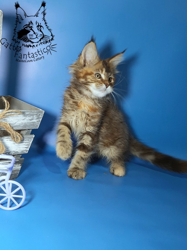 Gatto Fantastico Esta Reina - Кошеня мейн-кун 2,5 місяця