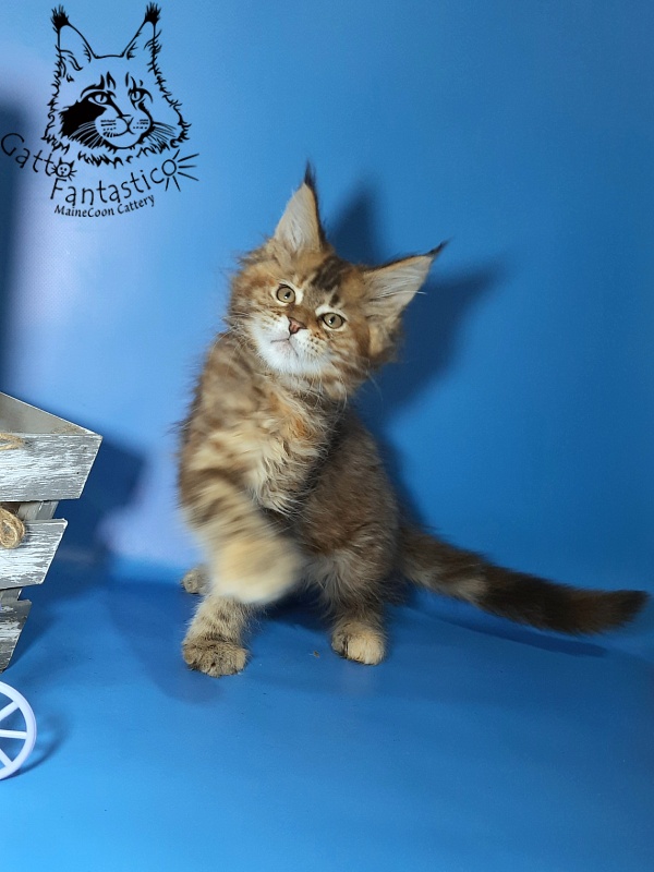 Gatto Fantastico Esta Reina - Кошеня мейн-кун 2,5 місяця