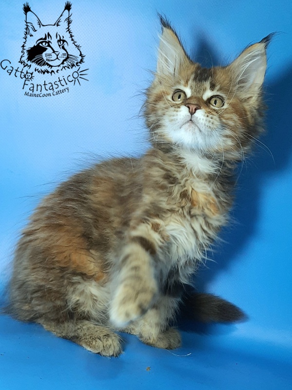 Gatto Fantastico Esta Reina - Кошеня мейн-кун 2,5 місяця