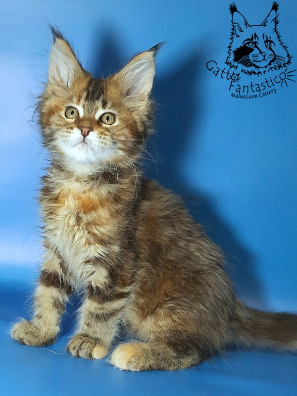 Gatto Fantastico Esta Reina - Кошеня мейн-кун 2,5 місяця