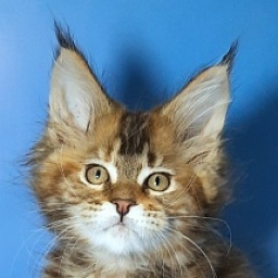 Gatto Fantastico Esta Reina