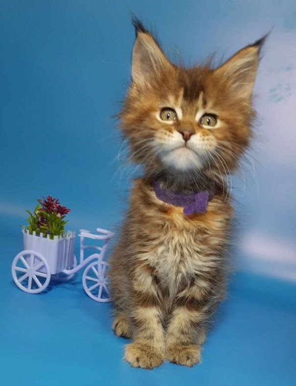 Gatto Fantastico Esta Reina - Кошеня мейн-кун 2 місяця