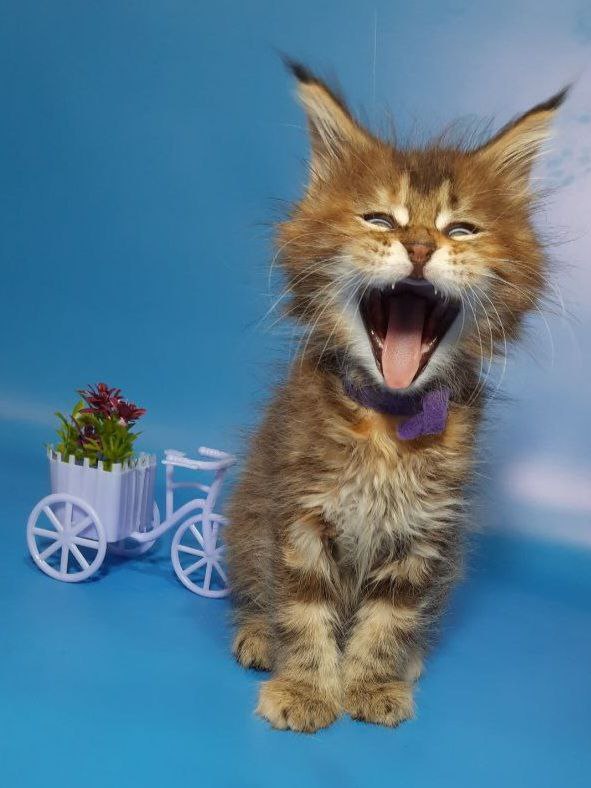 Gatto Fantastico Esta Reina - Кошеня мейн-кун 2 місяця