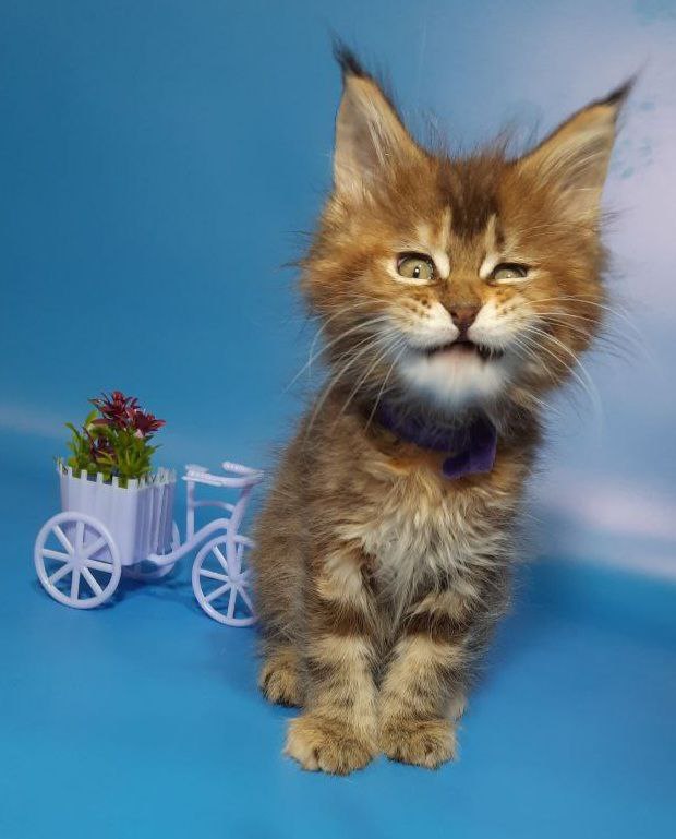 Gatto Fantastico Esta Reina - Кошеня мейн-кун 2 місяця