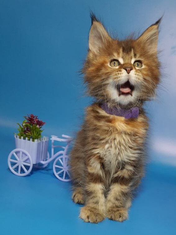 Gatto Fantastico Esta Reina - Кошеня мейн-кун 2 місяця