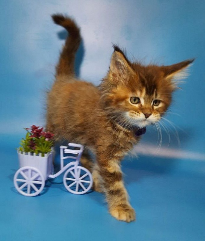 Gatto Fantastico Esta Reina - Кошеня мейн-кун 2 місяця