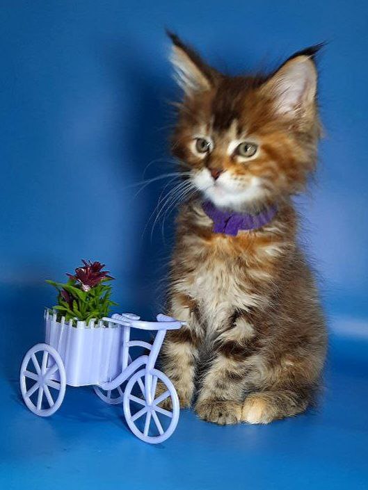 Gatto Fantastico Esta Reina - Кошеня мейн-кун 2 місяця