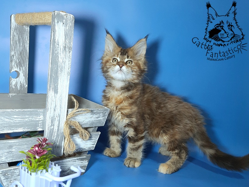 Gatto Fantastico Esta Reina - Кошеня мейн-кун 2,5 місяця