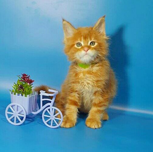 Gatto Fantastico Etery - Кошеня мейн-кун 1 місяць 3,5 тижні