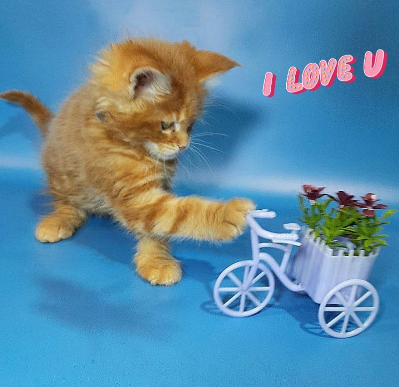 Gatto Fantastico Etery - Кошеня мейн-кун 2 місяця