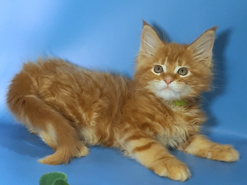 Gatto Fantastico Etery - Кошеня мейн-кун 2 місяця 1 тиждень