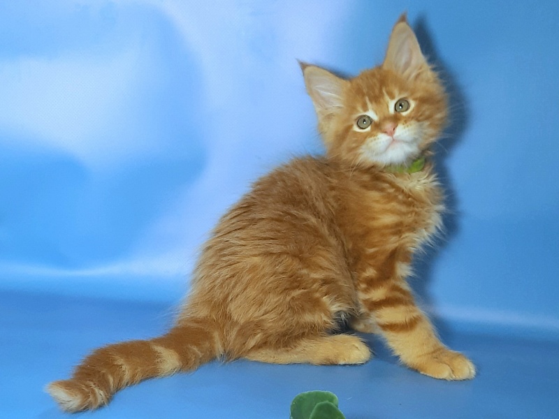 Gatto Fantastico Etery - Кошеня мейн-кун 2 місяця 1 тиждень