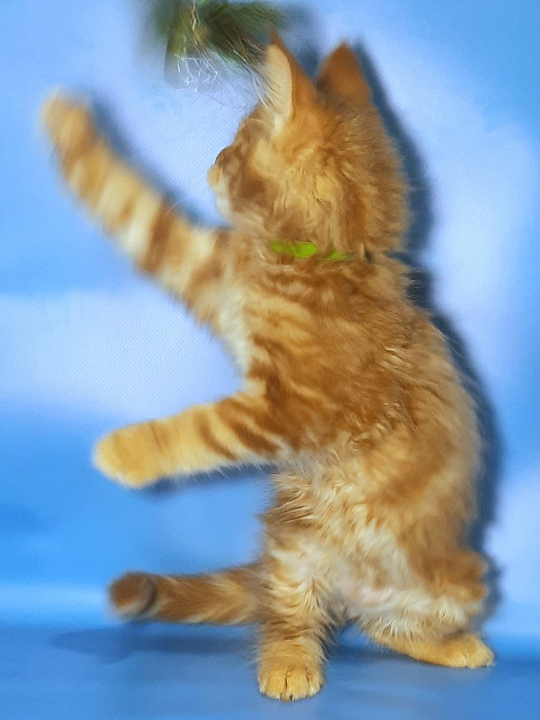 Gatto Fantastico Etery - Кошеня мейн-кун 2 місяця 1 тиждень