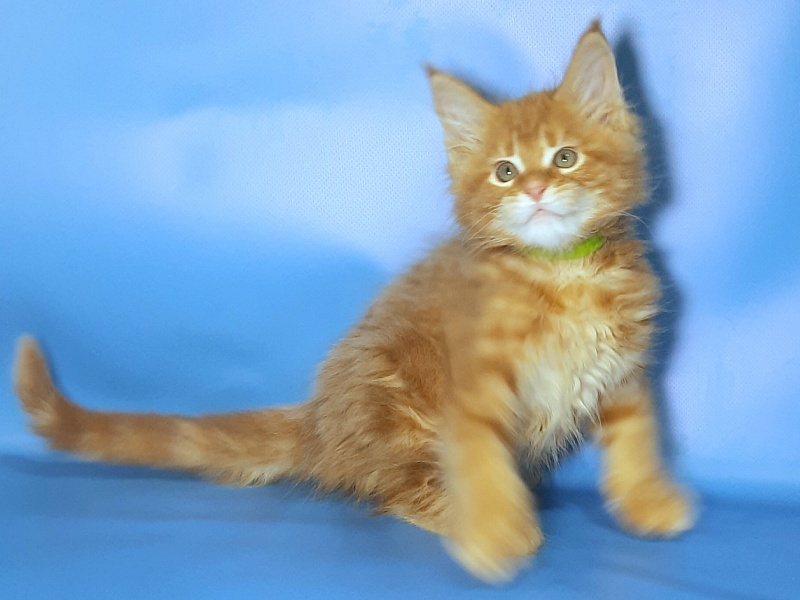 Gatto Fantastico Etery - Кошеня мейн-кун 2 місяця 1 тиждень