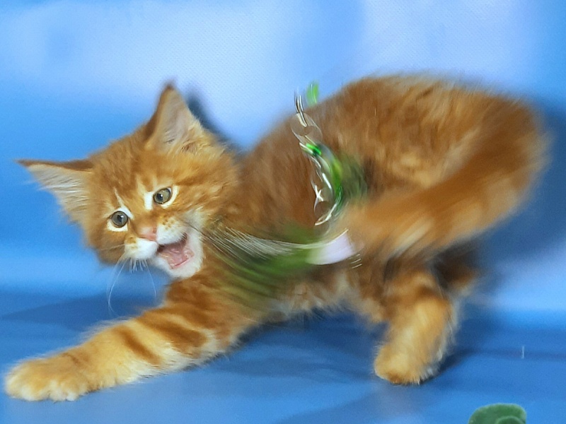 Gatto Fantastico Etery - Кошеня мейн-кун 2 місяця 1 тиждень
