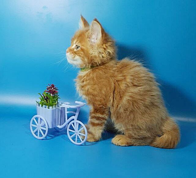 Gatto Fantastico Etery - Кошеня мейн-кун 1 місяць 3,5 тижні