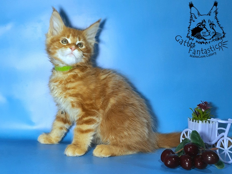 Gatto Fantastico Etery - Кошеня мейн-кун 2,5 місяця