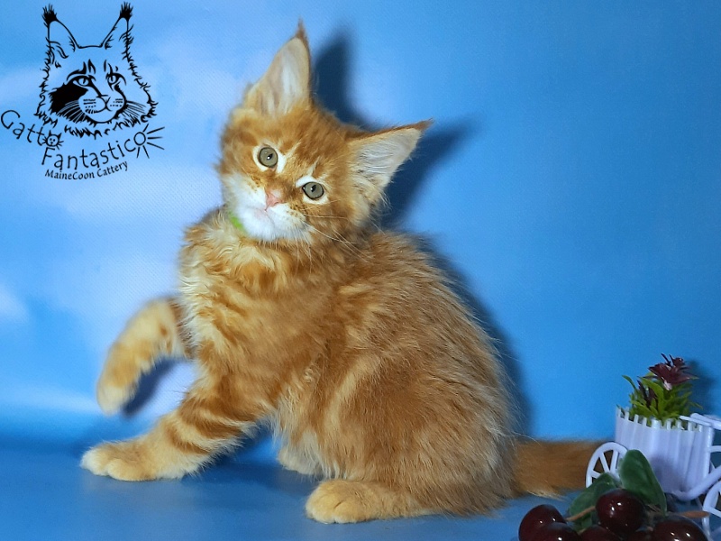 Gatto Fantastico Etery - Кошеня мейн-кун 2,5 місяця
