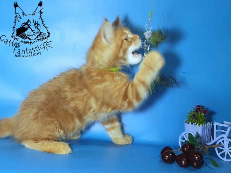 Gatto Fantastico Etery - Кошеня мейн-кун 2,5 місяця