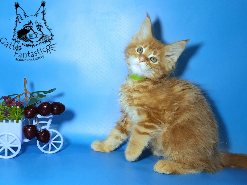 Gatto Fantastico Etery - Кошеня мейн-кун 2,5 місяця