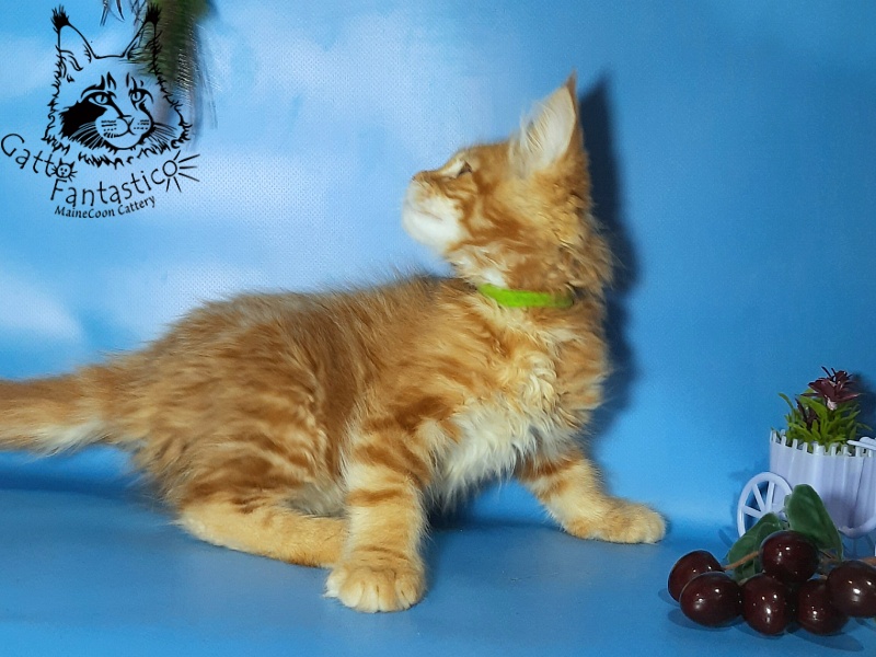 Gatto Fantastico Etery - Кошеня мейн-кун 2,5 місяця