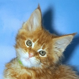 Gatto Fantastico Etery