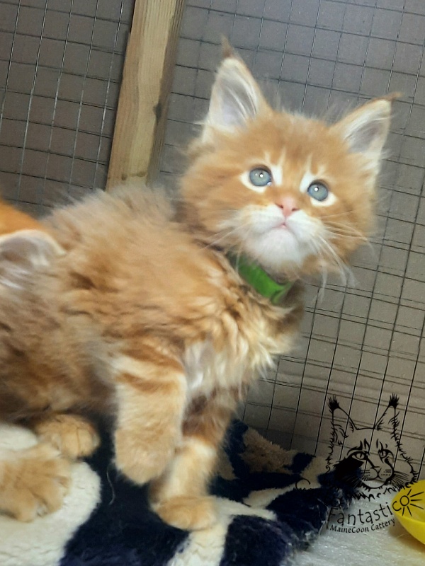 Gatto Fantastico Etery - Кошеня мейн-кун 1 місяць 3 тижні