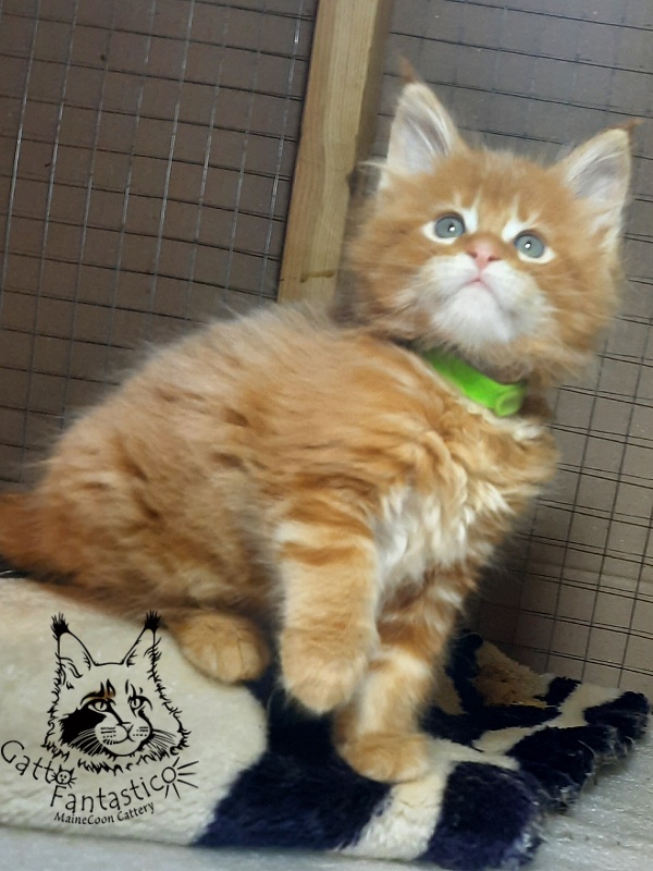 Gatto Fantastico Etery - Кошеня мейн-кун 1 місяць 3 тижні