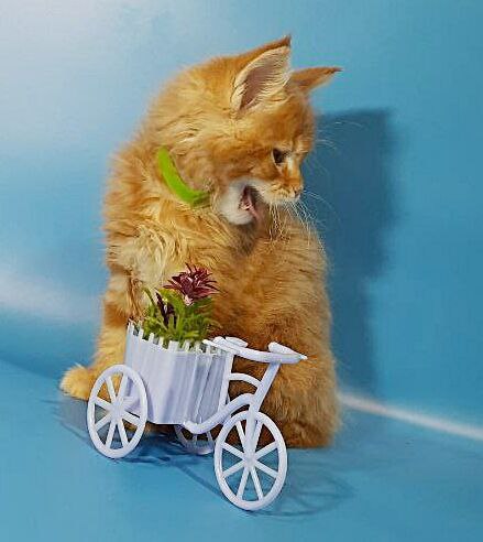 Gatto Fantastico Etery - Кошеня мейн-кун 1 місяць 3,5 тижні