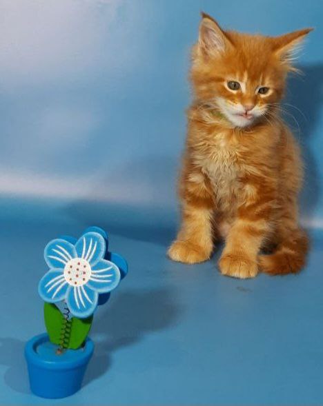 Gatto Fantastico Etery - Кошеня мейн-кун 2 місяця