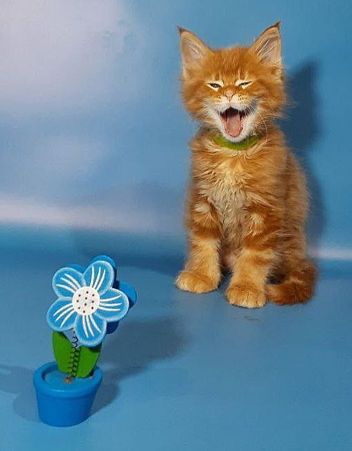 Gatto Fantastico Etery - Кошеня мейн-кун 2 місяця