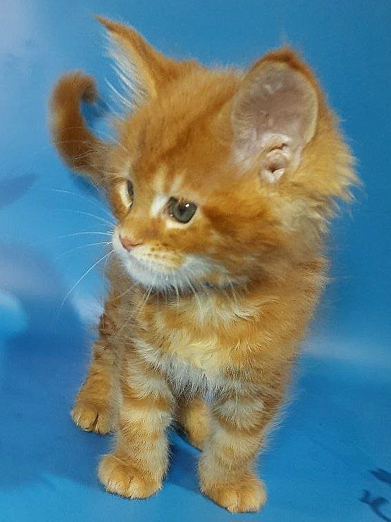 Gatto Fantastico Etery - Кошеня мейн-кун 2 місяця