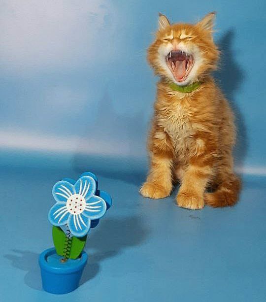 Gatto Fantastico Etery - Кошеня мейн-кун 2 місяця
