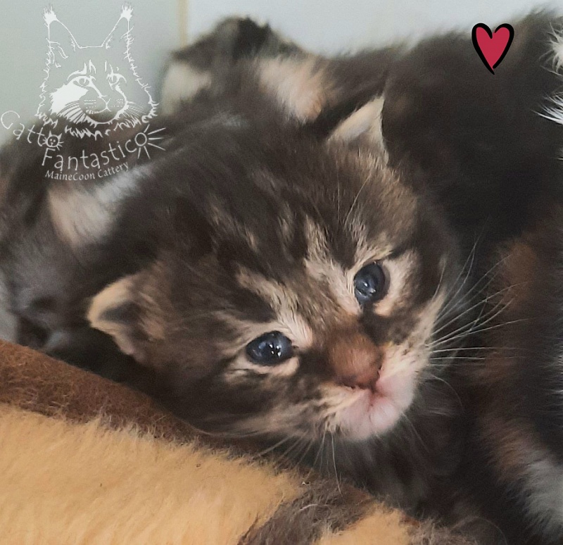 Gatto Fantastico Freya - Kitten maine-coon 2.5 weeks