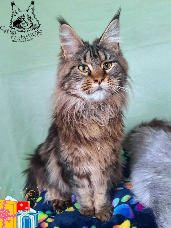 Gatto Fantastico Freya - Adult maine-coon 10 months 0.5 weeks